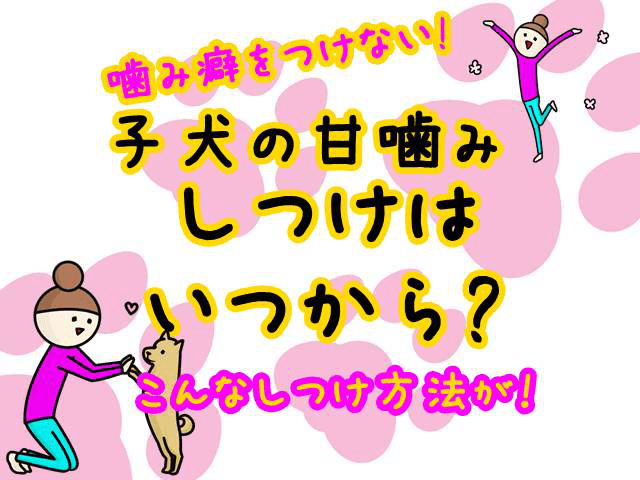 子犬の甘噛みのしつけはいつから始める 要注意 噛み癖をつけないしつけ方法がこれ 子犬が大変なのはいつまで