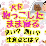 犬を抱っこしたまま寝るのは良い 悪い 注意点と犬の愛情表現 子犬が大変なのはいつまで