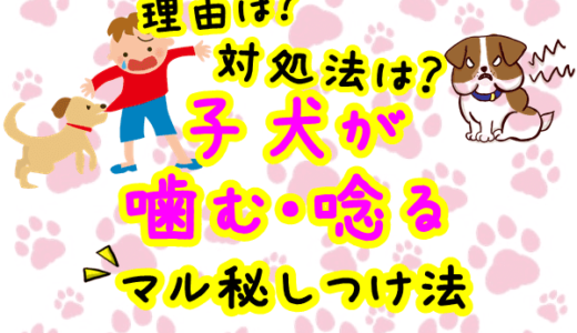 子犬が噛む 唸る理由は どんな子犬も直るマル秘しつけ法 子犬が大変なのはいつまで