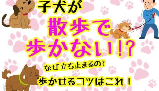 犬が散歩中落ち着きがない時のマル秘対処法 病気 しつけ 徹底解説 子犬が大変なのはいつまで